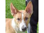 Adopt Scuttle a Brown/Chocolate - with White Australian Shepherd / Collie /