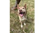 Adopt Zephyra a Merle Husky / Mixed Breed (Medium) / Mixed dog in Battle Ground