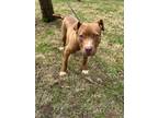 Adopt Wesley a Red/Golden/Orange/Chestnut - with White Pit Bull Terrier / Mixed