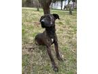 Adopt Sirona a Brindle - with White Pit Bull Terrier / Mixed dog in Battle