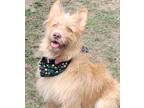 Adopt Becky a Brown/Chocolate - with White Terrier (Unknown Type