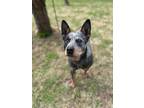 Adopt Saffron a Tricolor (Tan/Brown & Black & White) Australian Cattle Dog /