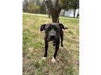 Adopt Ryker a Black - with White Pit Bull Terrier / Mixed dog in Battle Ground