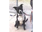 Adopt Romeo a Black Labrador Retriever / Mixed dog in Potsdam, NY (40994170)
