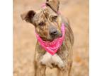 Adopt Cammi a Brindle Mixed Breed (Medium) dog in Whitestone, NY (40613101)
