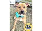 Adopt Rose a Red/Golden/Orange/Chestnut Mixed Breed (Large) / Mixed dog in