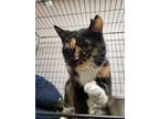 Adopt Evangeline a All Black Domestic Shorthair / Mixed Breed (Medium) / Mixed