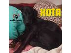 Adopt Kota (Courtesy Post) a Black Labrador Retriever / Mixed dog in Council