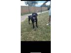 Adopt Waylon a Black - with White Labrador Retriever / Pit Bull Terrier / Mixed
