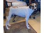 Adopt Jethro a Tricolor (Tan/Brown & Black & White) Hound (Unknown Type) / Rat