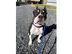 Adopt Capone a Tricolor (Tan/Brown & Black & White) American Pit Bull Terrier /
