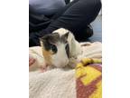 Adopt Leonard a Guinea Pig small animal in Oakland, NJ (41049409)
