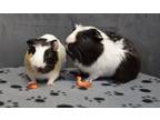 Adopt Howard a Guinea Pig small animal in Oakland, NJ (41049407)