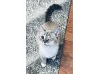 Adopt Morgan a Cream or Ivory (Mostly) Domestic Shorthair (short coat) cat in