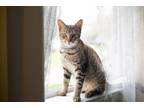 Adopt Sally a Brown or Chocolate (Mostly) Domestic Shorthair cat in Alvin