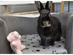 Adopt Cali a Dwarf / Mixed rabbit in Oakland, NJ (40525570)