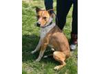 Adopt Swampus a Brown/Chocolate Mixed Breed (Large) / Mixed dog in Vincennes