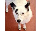 Adopt Zoey a White - with Black Australian Shepherd / Border Collie / Mixed dog