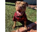 Adopt Marco a Brown/Chocolate American Staffordshire Terrier / American Pit Bull