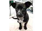 Adopt 161002 a Black Mixed Breed (Small) / Mixed dog in Bakersfield