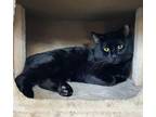 Adopt Simon 2 a All Black Domestic Shorthair / Domestic Shorthair / Mixed cat in