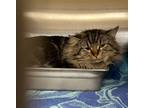 Adopt Timon a Brown or Chocolate Domestic Mediumhair / Domestic Shorthair /