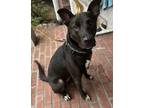 Adopt Mavi a Black Shepherd (Unknown Type) / Belgian Malinois / Mixed dog in