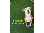 Adopt Casper a Tan/Yellow/Fawn American Staffordshire Terrier / Mixed Breed