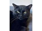 Adopt Chickadee a All Black Domestic Shorthair / Domestic Shorthair / Mixed cat