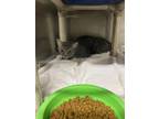 Adopt Everly a Gray or Blue Domestic Shorthair / Mixed Breed (Medium) / Mixed