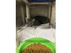 Adopt Everly a Gray or Blue Domestic Shorthair / Domestic Shorthair / Mixed cat
