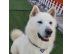 Adopt San a White Jindo / Mixed dog in Toronto, ON (40350578)