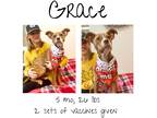 Adopt Grace Anna a Mixed Breed (Medium) / Mixed dog in Albany, GA (40330927)