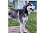 Adopt Inigo Montoya a Black Husky / Mixed dog in Waterford, MI (41082008)