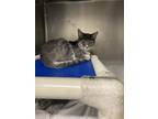 Adopt Isla a Gray or Blue Domestic Shorthair / Domestic Shorthair / Mixed cat in