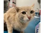 Adopt Sushi a Tan or Fawn Domestic Shorthair / Domestic Shorthair / Mixed cat in