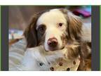 Adopt Jack a Merle Australian Shepherd / Border Collie / Mixed dog in Dallas