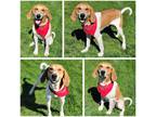 Adopt Gibson a White - with Brown or Chocolate Hound (Unknown Type) / Mixed dog