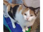 Adopt Clementine a Calico or Dilute Calico Calico (short coat) cat in Upper
