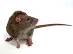 Adopt Asiago a Blonde Rat / Rat / Mixed (short coat) small animal in Kingston