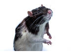 Adopt Bocconcini a Blonde Rat / Rat / Mixed (short coat) small animal in