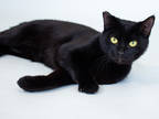 Adopt Popcorn a All Black Domestic Shorthair / Mixed Breed (Medium) / Mixed