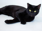 Adopt Popcorn a All Black Domestic Shorthair / Domestic Shorthair / Mixed cat in