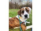 Adopt Claire a Brindle Mixed Breed (Small) / Mixed Breed (Medium) / Mixed (short