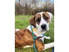 Adopt Claire a Brindle Mixed Breed (Large) / Mixed dog in Hamilton