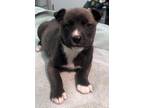 Adopt 160982 a Black Mixed Breed (Medium) / Mixed dog in Bakersfield