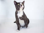 Adopt Rosco a Gray or Blue Domestic Shorthair / Domestic Shorthair / Mixed cat
