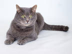 Adopt Stevie a Gray or Blue Domestic Shorthair / Domestic Shorthair / Mixed cat