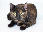Adopt Honey a All Black Domestic Shorthair / Domestic Shorthair / Mixed cat in