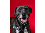 Adopt Anakin a Brindle Mixed Breed (Large) / Mixed dog in Atlanta, GA (40995466)
